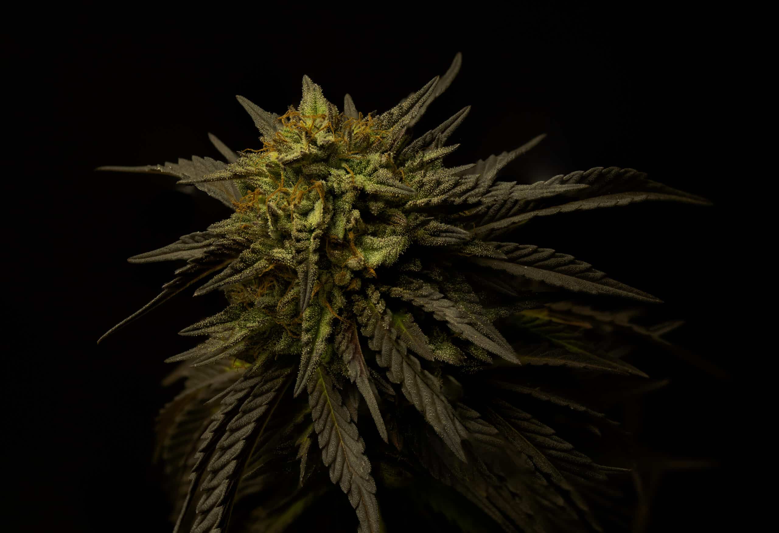 GG#4 | Bern Legacy Cannabis